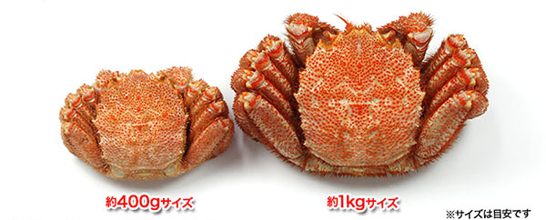 大きさの比較写真