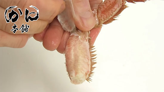 殻を開いている途中